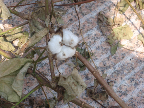 Cotton.